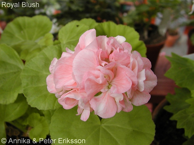 Royal Blush